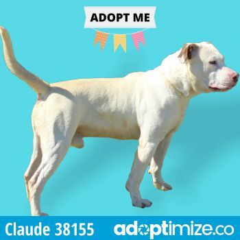 Claude, an adoptable Mixed Breed in Bainbridge, GA, 39819 | Photo Image 2