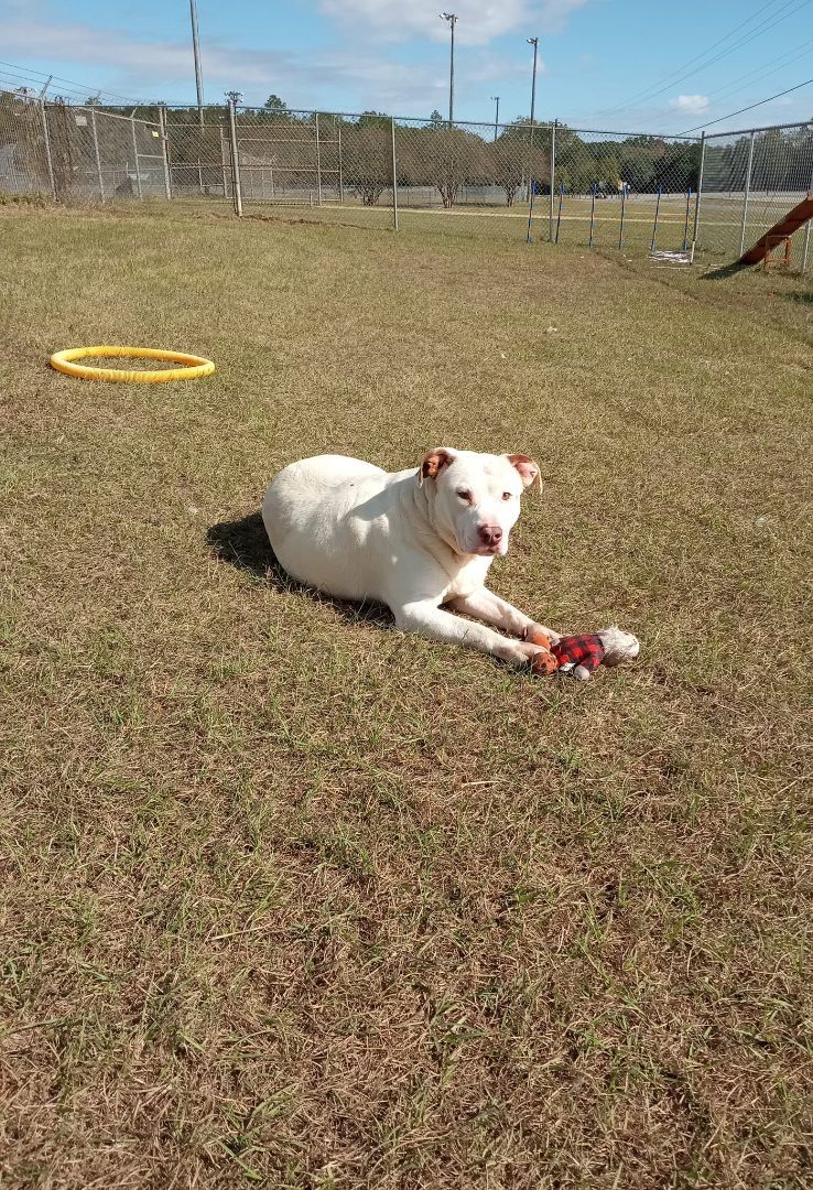 Claude, an adoptable Mixed Breed in Bainbridge, GA, 39819 | Photo Image 4