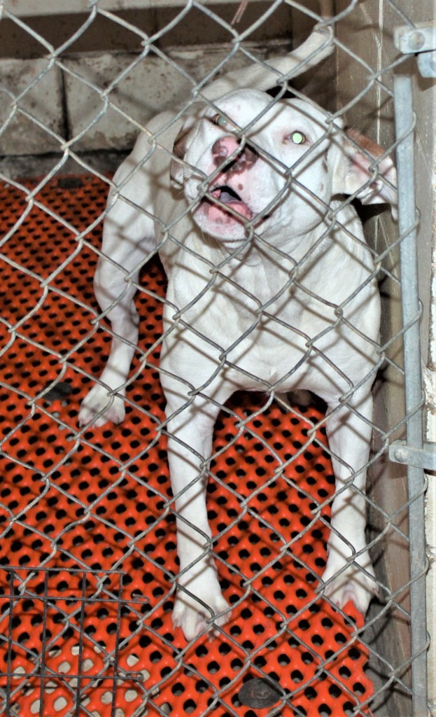 Claude, an adoptable Mixed Breed in Bainbridge, GA, 39819 | Photo Image 5