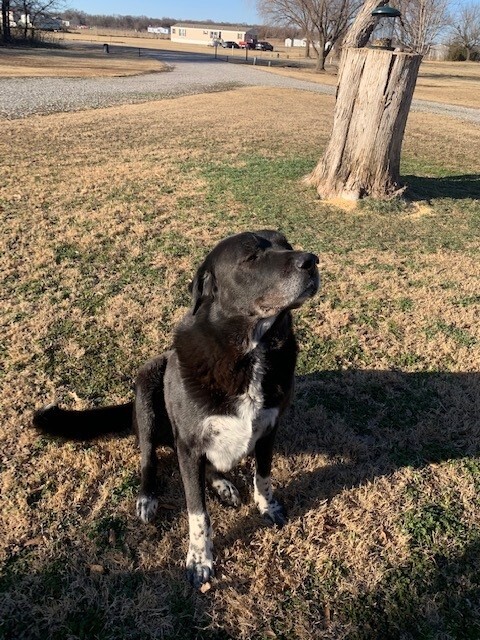 OREO big outside dog