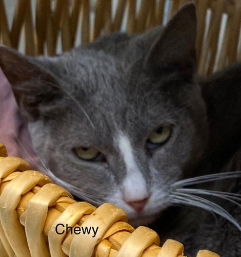 Chewy - Center, an adoptable American Shorthair in Oakland Park, FL, 33334 | Photo Image 1