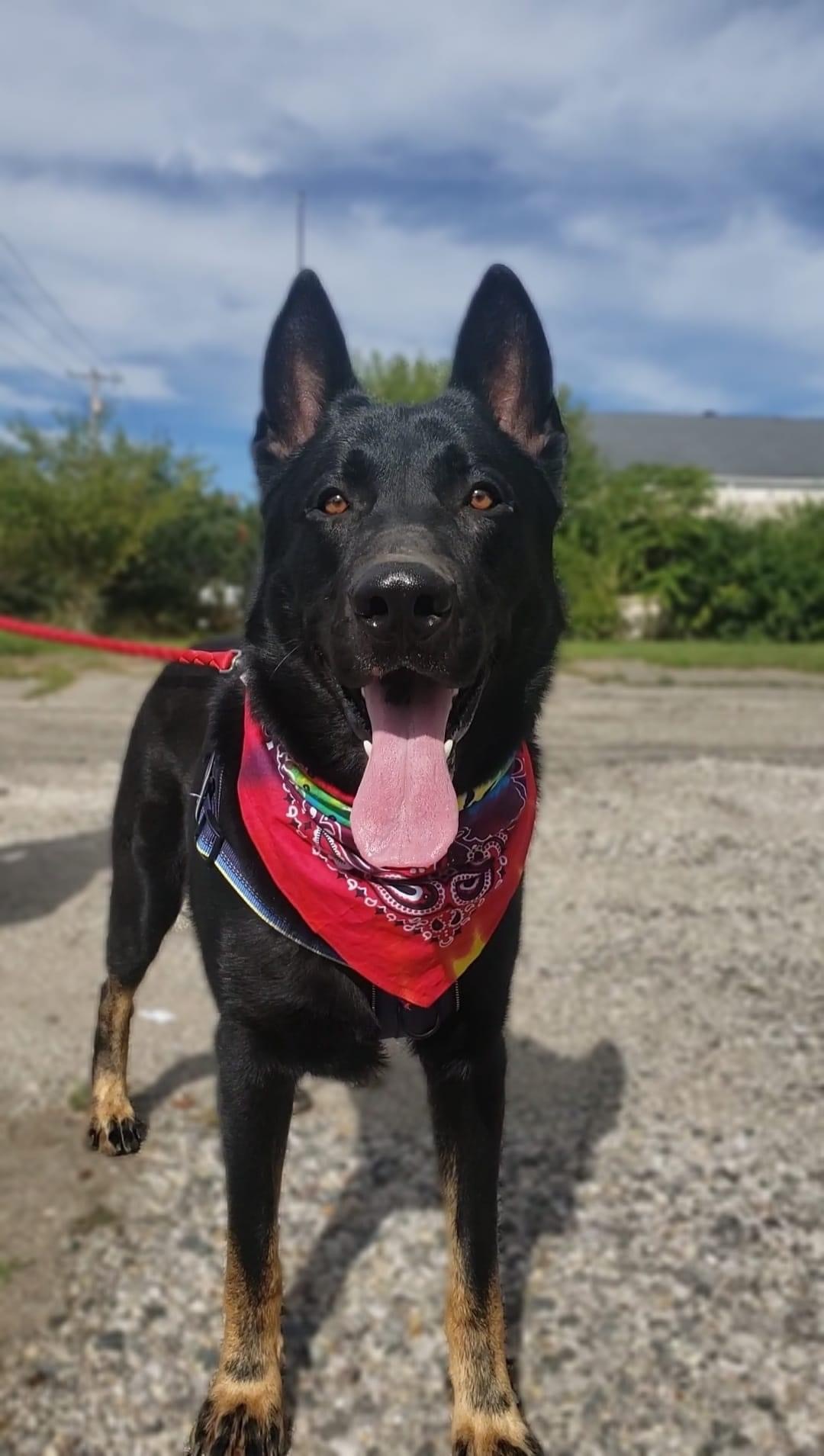 Luka , an adoptable German Shepherd Dog in Anderson, IN, 46015 | Photo Image 1