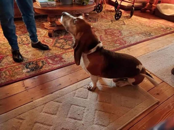 Otis and Sadie, an adopted Basset Hound in Knoxville, TN_image-3