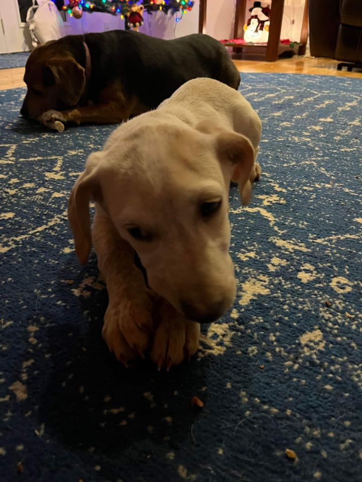 Louis, an adoptable Basset Hound & Labrador Retriever Mix in Knoxville, TN_image-3