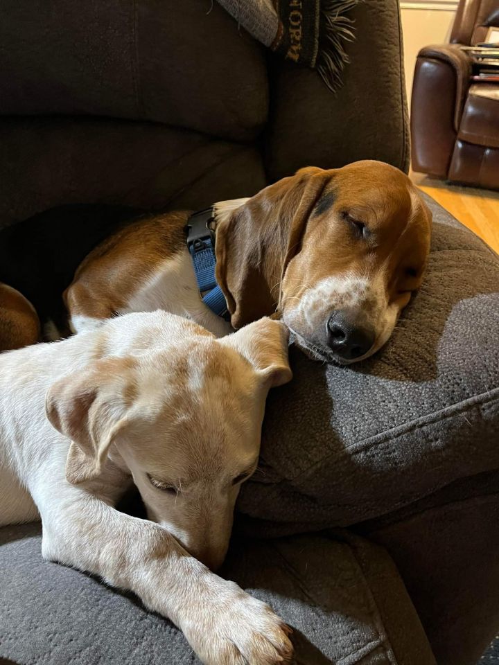 Louis, an adoptable Basset Hound & Labrador Retriever Mix in Knoxville, TN_image-4