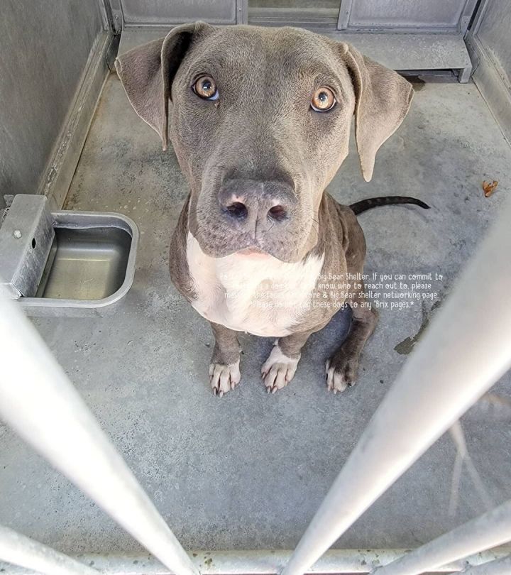 Penelope , an adopted Weimaraner & American Staffordshire Terrier Mix in Benicia, CA_image-6