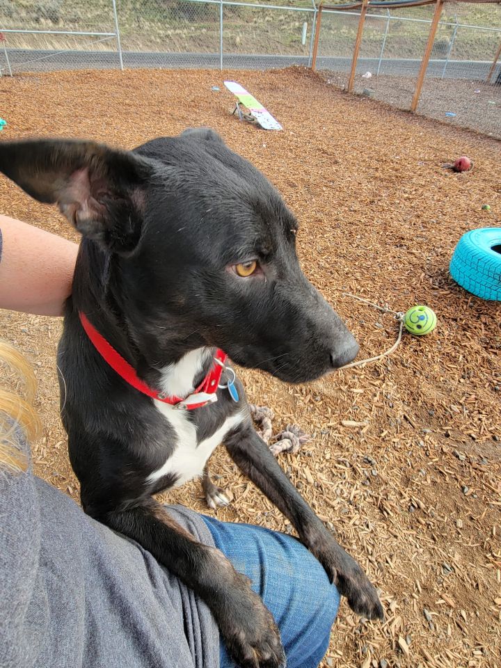 Ace of Spades, an adoptable Australian Kelpie Mix in Madras, OR_image-2
