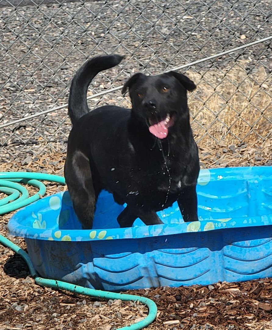 Bobby PUPDATE! PUPDATE!, an adoptable Labrador Retriever in Madras, OR, 97741 | Photo Image 2