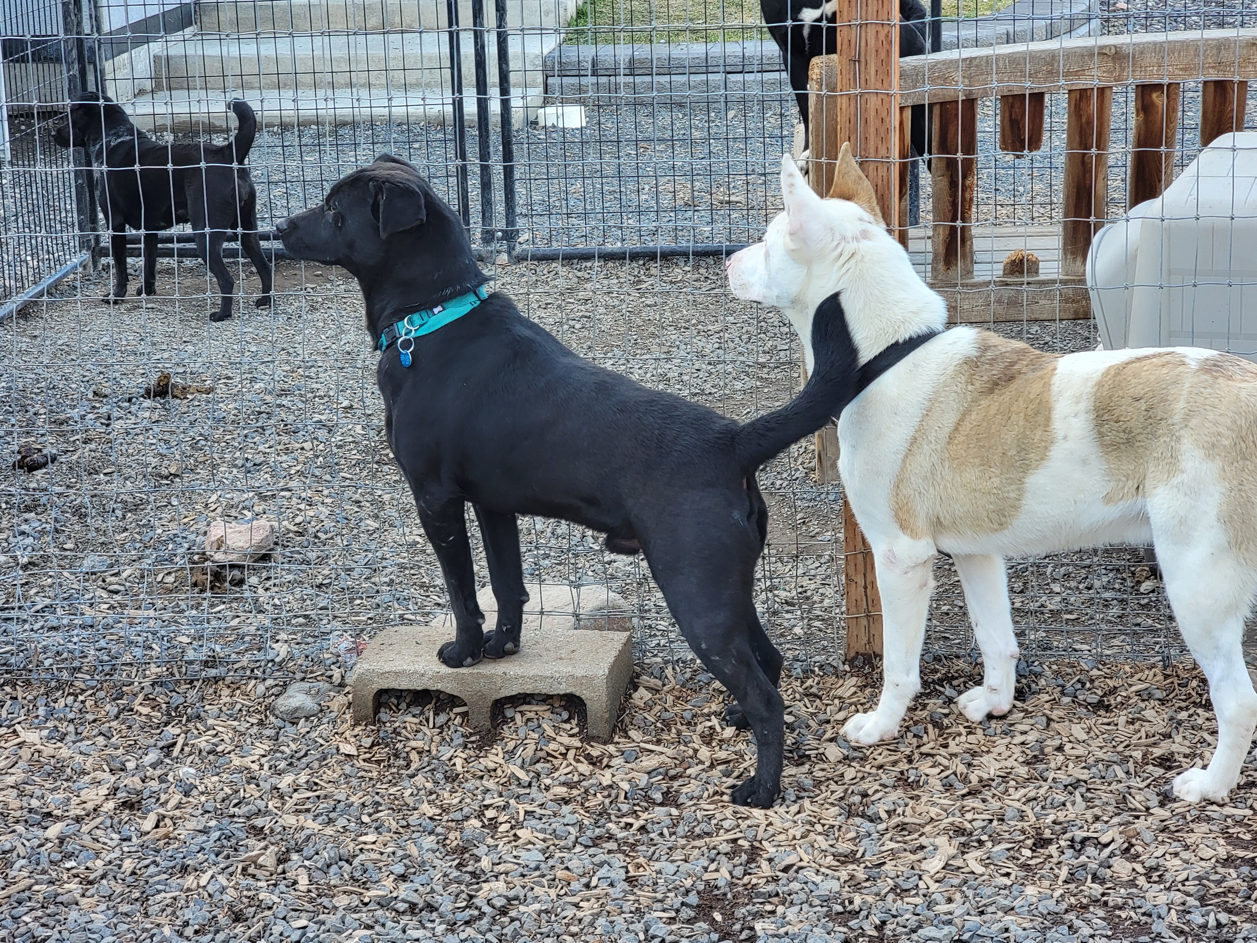 Bobby PUPDATE! PUPDATE!, an adoptable Labrador Retriever in Madras, OR, 97741 | Photo Image 3