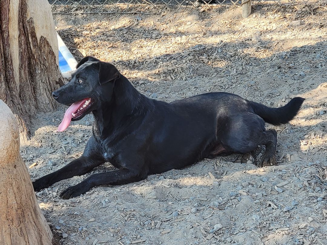 Bobby PUPDATE! PUPDATE!, an adoptable Labrador Retriever in Madras, OR, 97741 | Photo Image 4