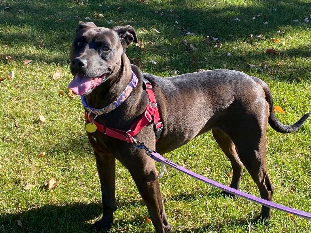 Piper Lynn, an adoptable Doberman Pinscher in Downers Grove, IL, 60515 | Photo Image 3