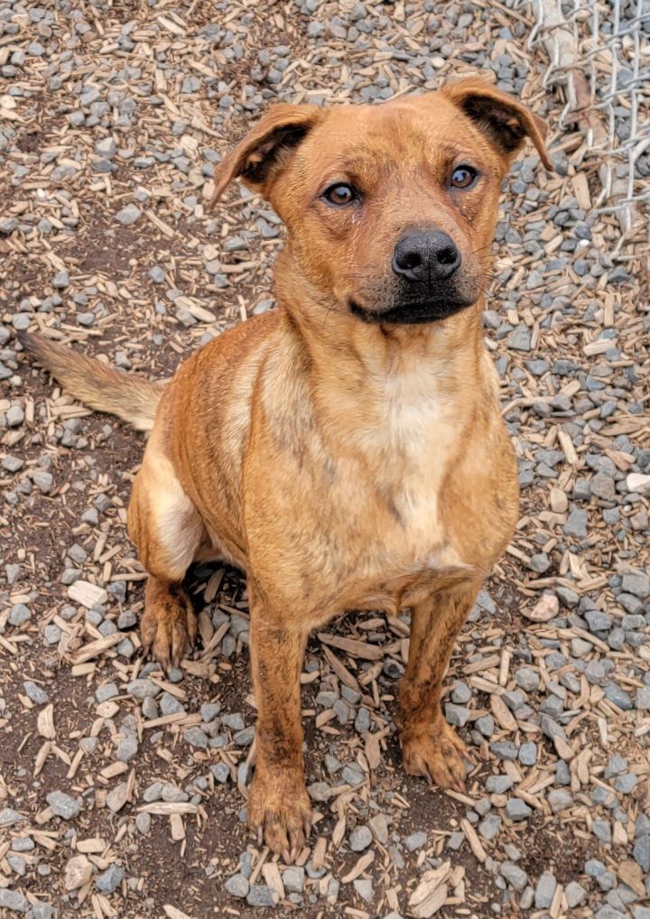 Saffron, an adoptable Cattle Dog & American Staffordshire Terrier Mix in Madras, OR_image-1