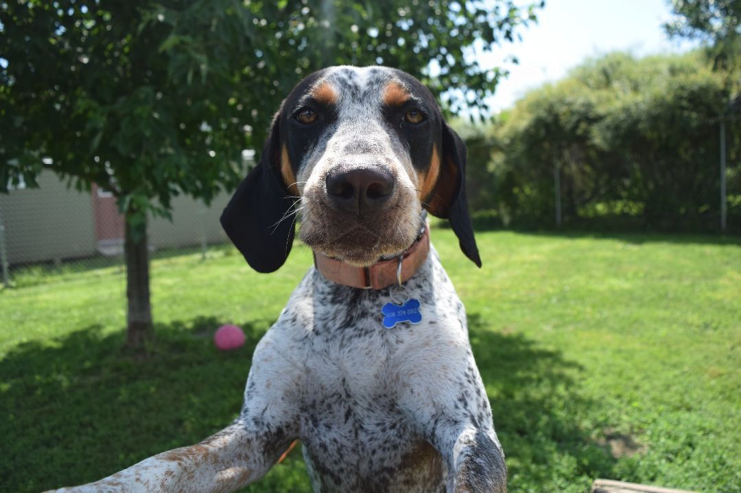 Drew, an adoptable Hound in Tomah, WI, 54660 | Photo Image 1