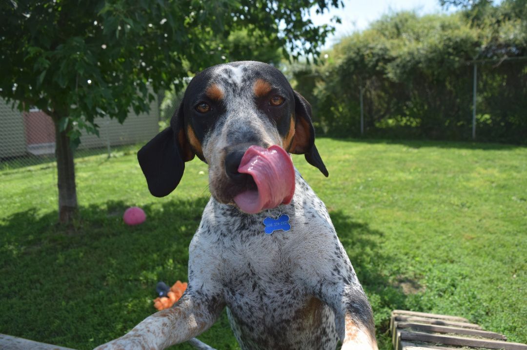 Drew, an adoptable Hound in Tomah, WI, 54660 | Photo Image 2