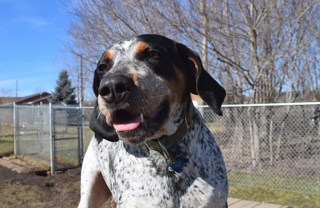 Drew, an adoptable Hound in Tomah, WI, 54660 | Photo Image 4