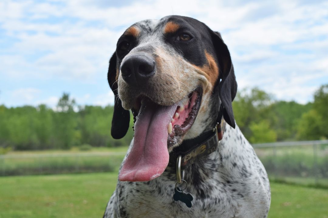 Drew, an adoptable Hound in Tomah, WI, 54660 | Photo Image 5