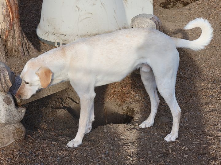 George, an adoptable Labrador Retriever & Hound Mix in Madras, OR_image-2