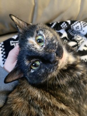 Cat For Adoption Hope A Domestic Short Hair Tortoiseshell Mix In Pittsburgh Pa Petfinder