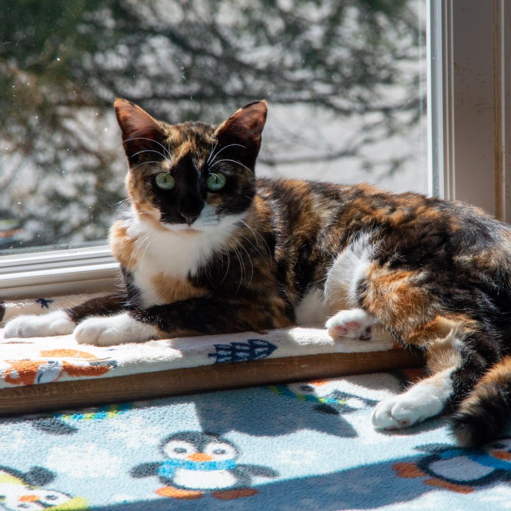 Vixen, an adoptable Domestic Short Hair in Middletown, NY, 10940 | Photo Image 2