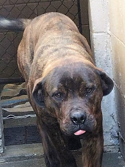 Crockett ~Not taking any more applications at this time, an adopted Mastiff Mix in Woodbury, CT_image-3