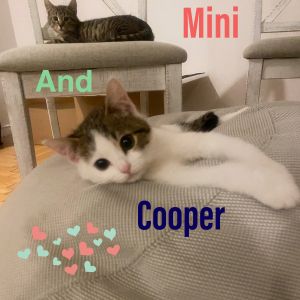 Mini and Cooper