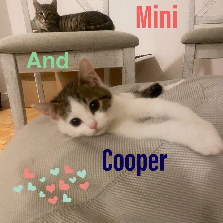 Mini and Cooper 1
