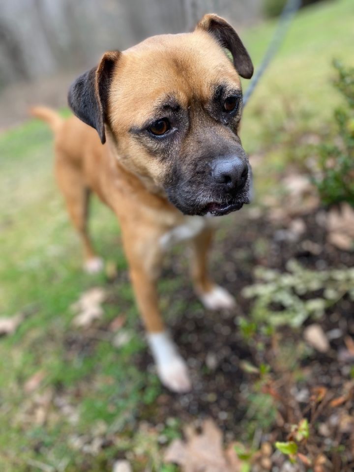 Rocky, an adopted Pug & Boxer Mix in Woodbury, CT_image-2