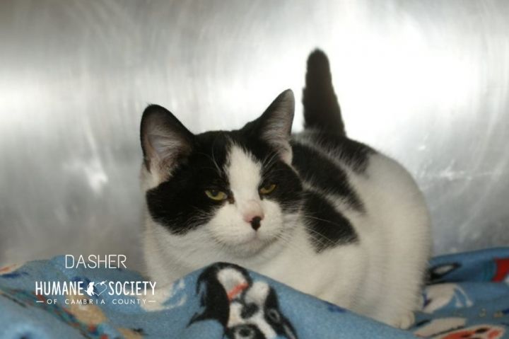 Dasher, an adoptable Domestic Short Hair in Johnstown, PA_image-1