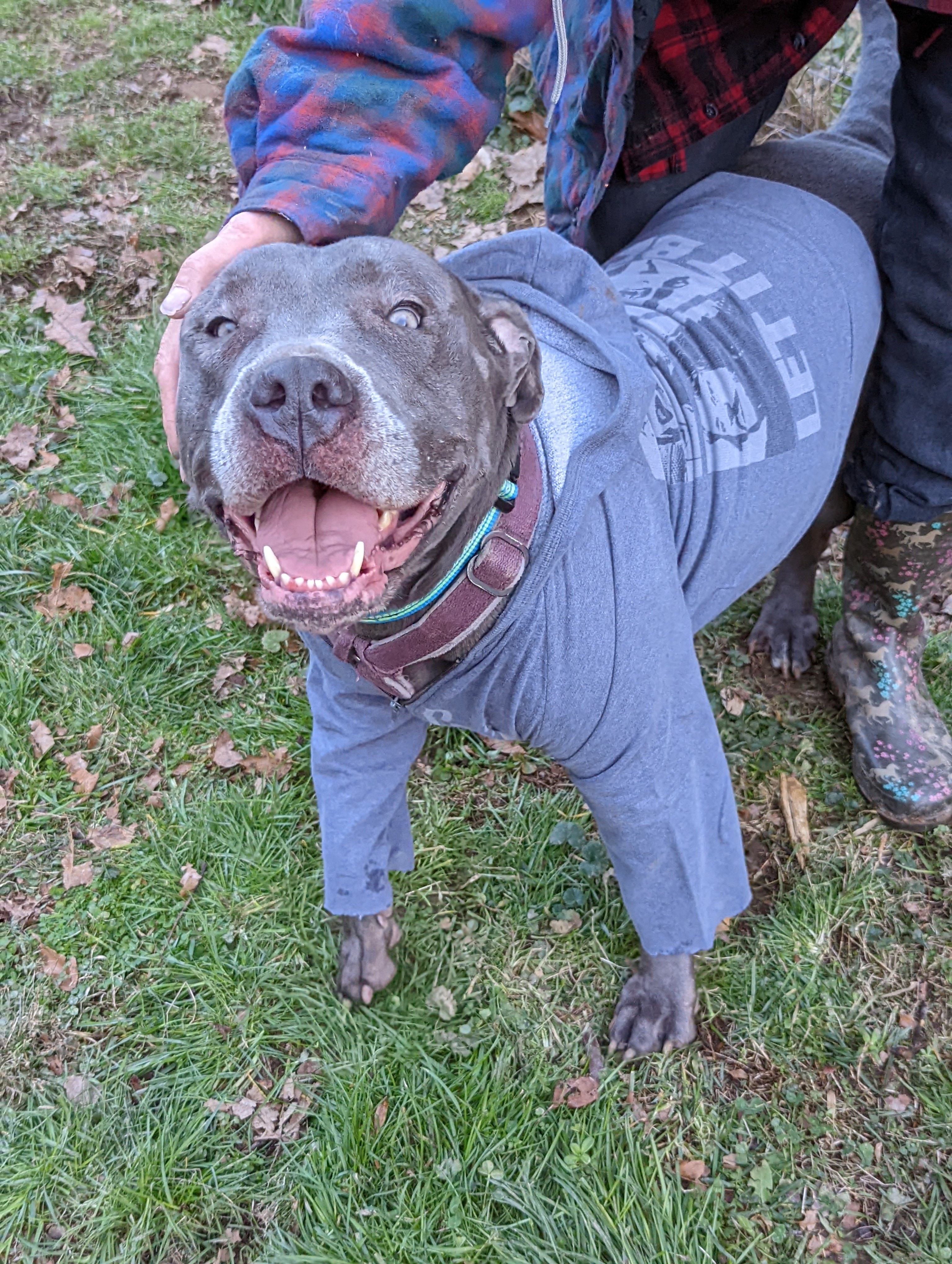 Gracie, an adoptable Pit Bull Terrier, Cane Corso in Pinsonfork, KY, 41555 | Photo Image 1