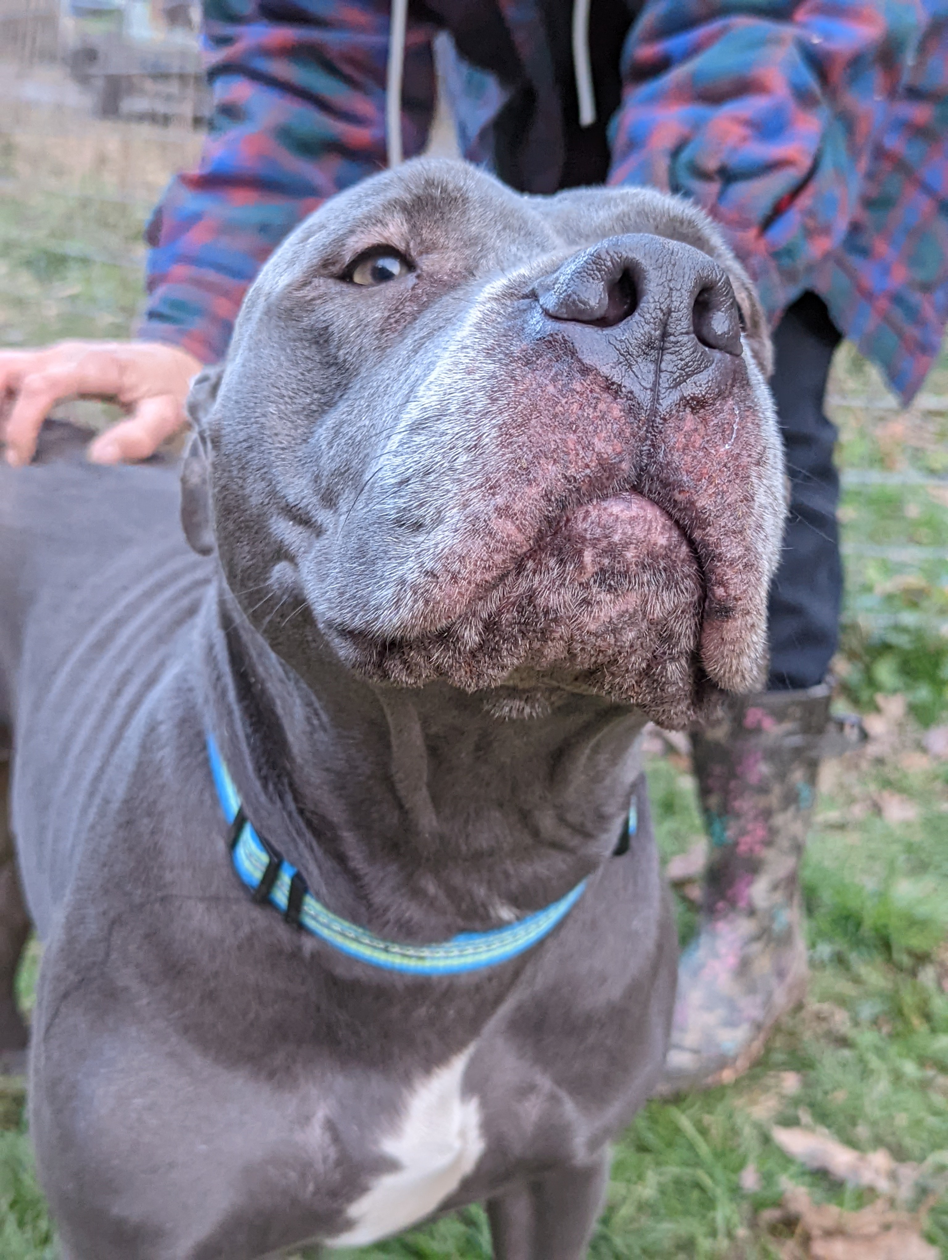 Gracie, an adoptable Pit Bull Terrier, Cane Corso in Pinsonfork, KY, 41555 | Photo Image 3