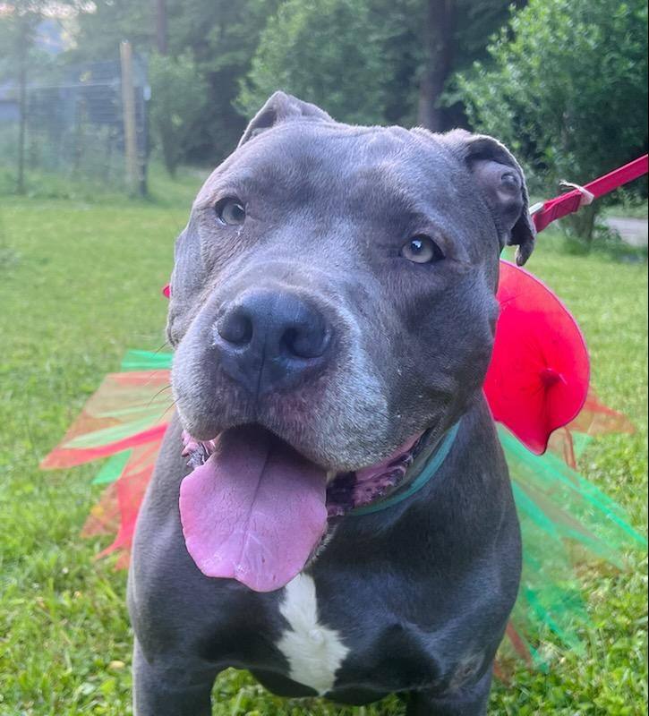 Gracie, an adoptable Pit Bull Terrier, Cane Corso in Pinsonfork, KY, 41555 | Photo Image 4