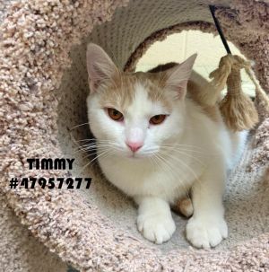 Timmy