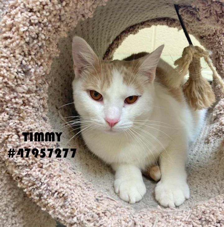 Timmy  1
