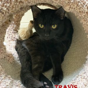 Travis