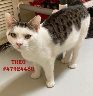 Theo