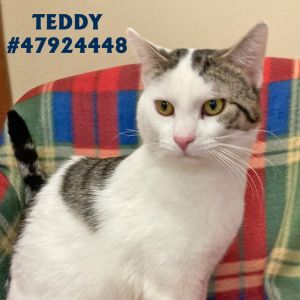 Teddy