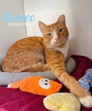 Romeo