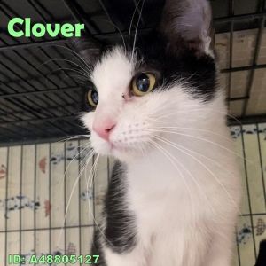 Clover 