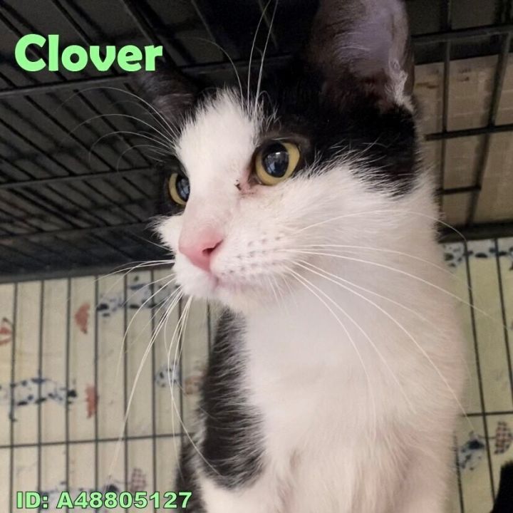 Clover  1