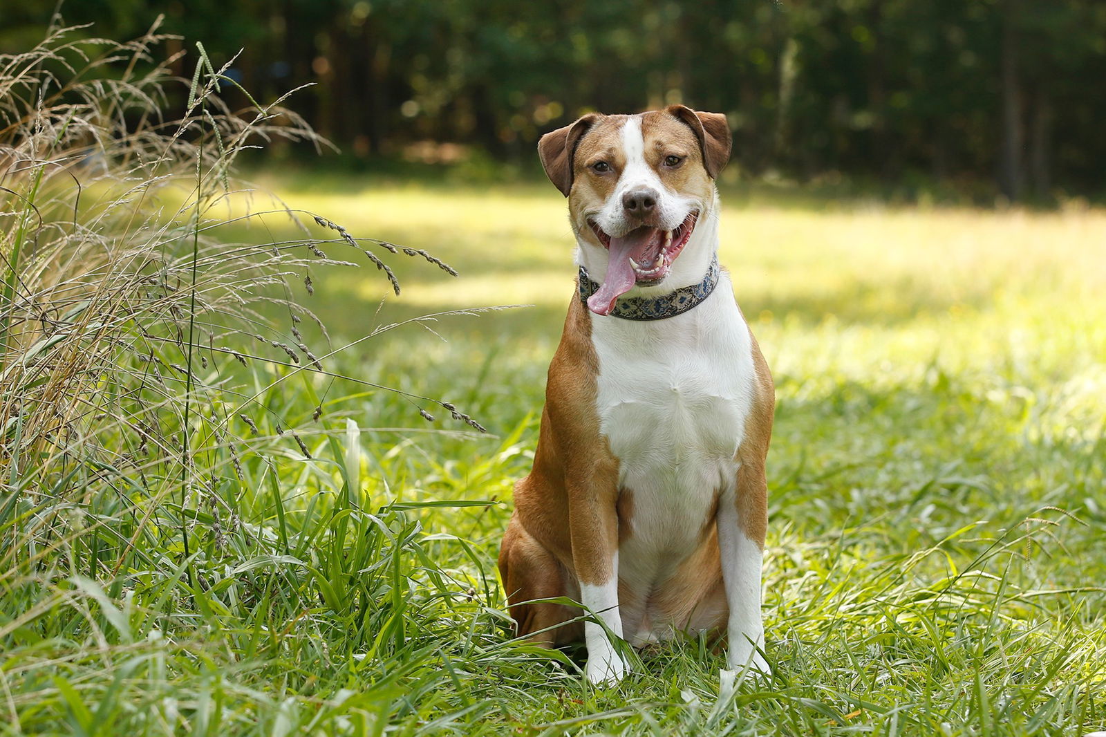 Parsley, an adoptable Pit Bull Terrier in Stafford, VA, 22554 | Photo Image 1