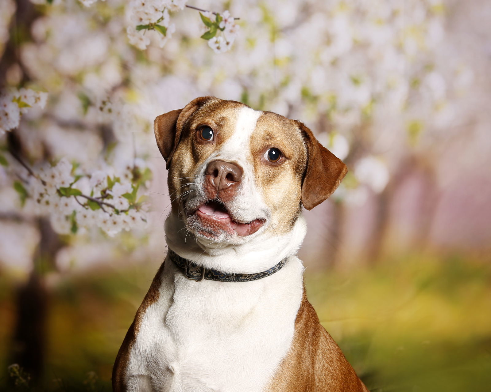 Parsley, an adoptable Pit Bull Terrier in Stafford, VA, 22554 | Photo Image 2