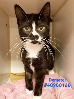 Demeter