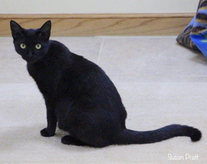 Black Thai, an adopted Domestic Short Hair Mix in Bedford, VA_image-3