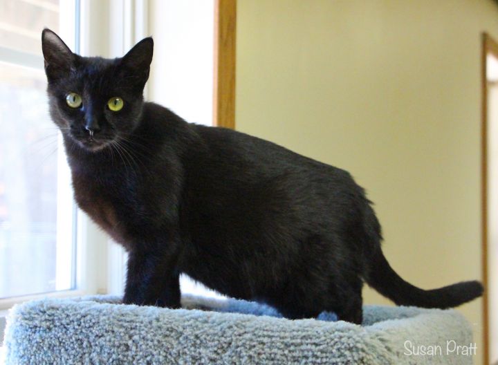 Black Thai, an adopted Domestic Short Hair Mix in Bedford, VA_image-5