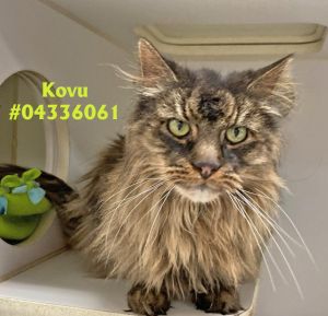 Kovu