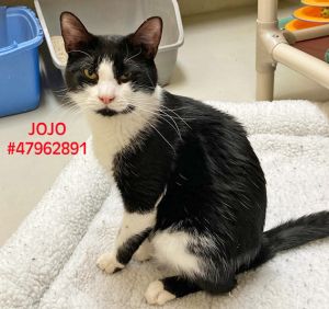 JoJo