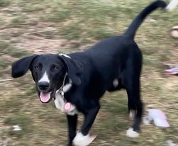 Black lab sale coonhound mix