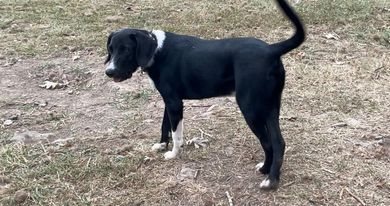 Kenny, an adoptable Treeing Walker Coonhound, Black Labrador Retriever in Bentonville, AR, 72712 | Photo Image 3
