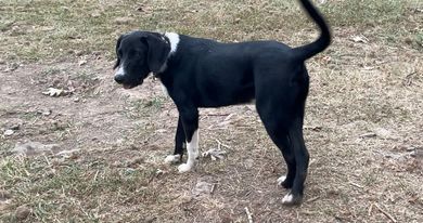 Treeing walker best sale coonhound lab mix