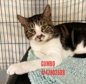 Gumbo